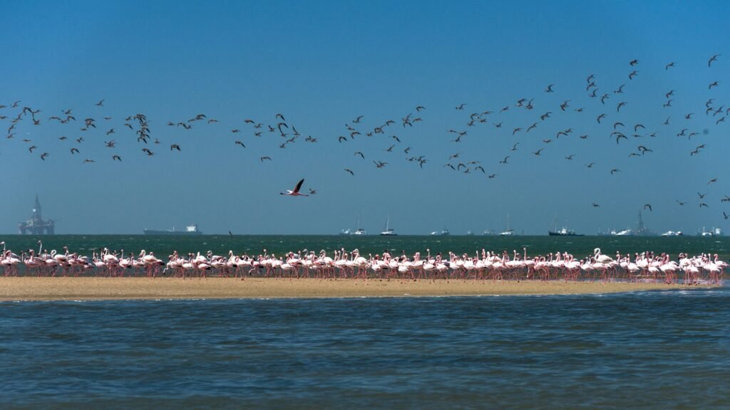 	budget travel Namibia wildlife