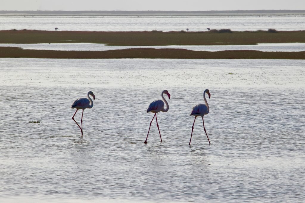 	budget travel Namibia wildlife