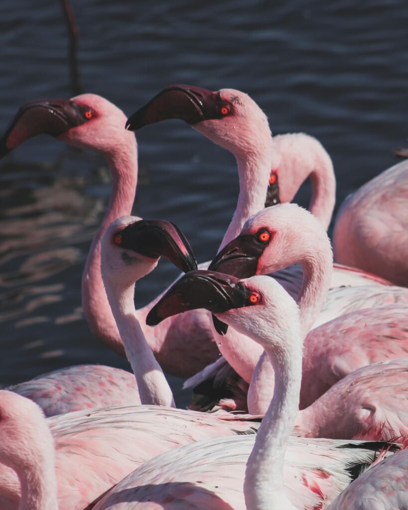	budget travel Namibia wildlife